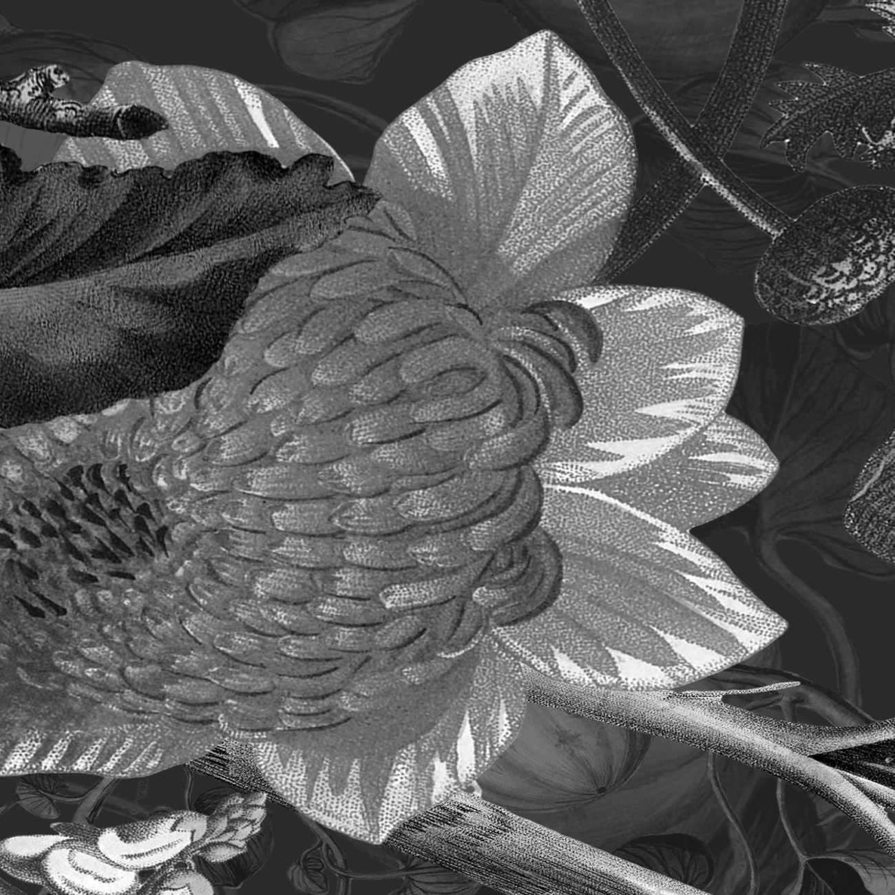 Devon&Devon Botanica Black&White