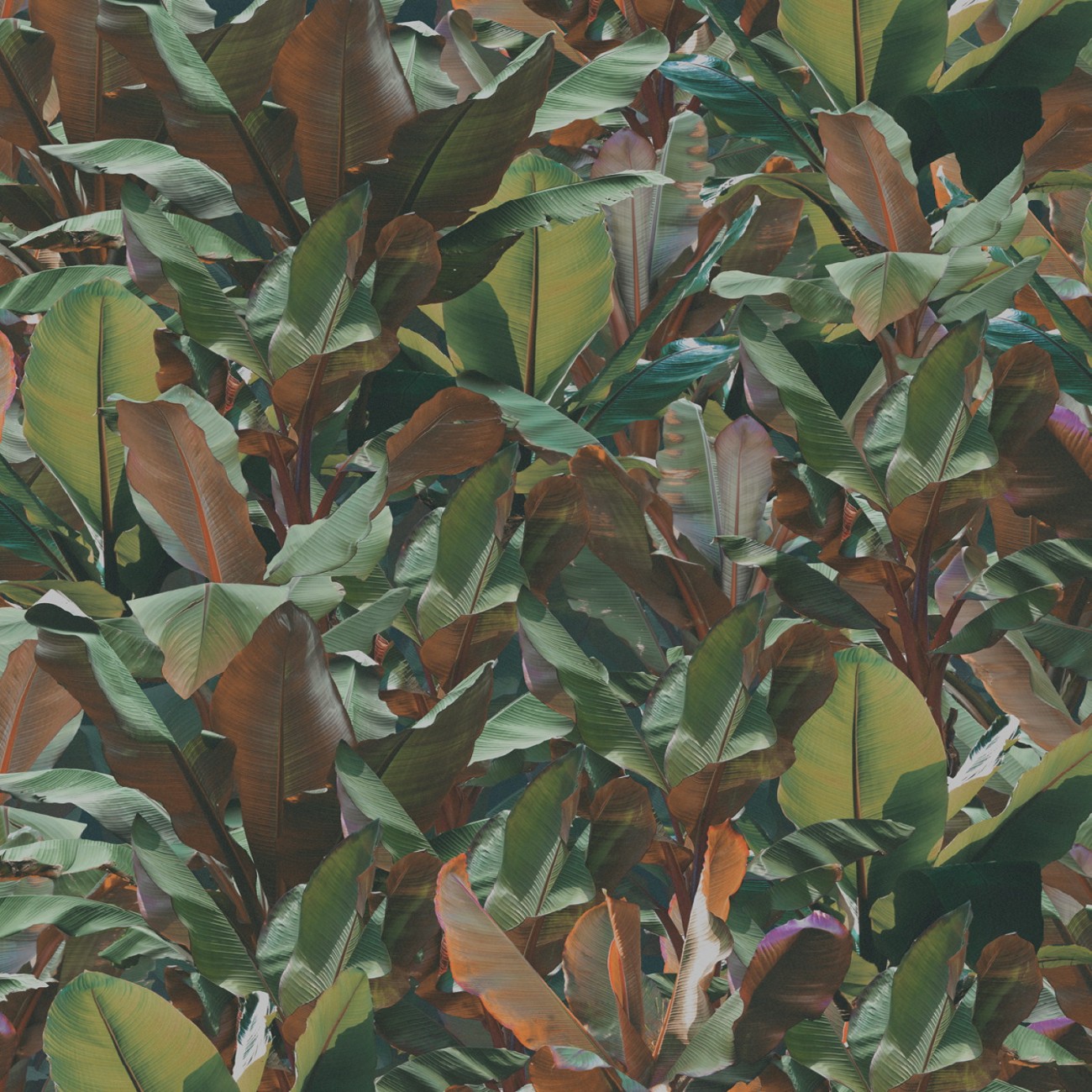 Devon&Devon Costarica Dust