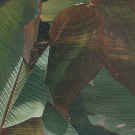 Devon&Devon Costarica Dust