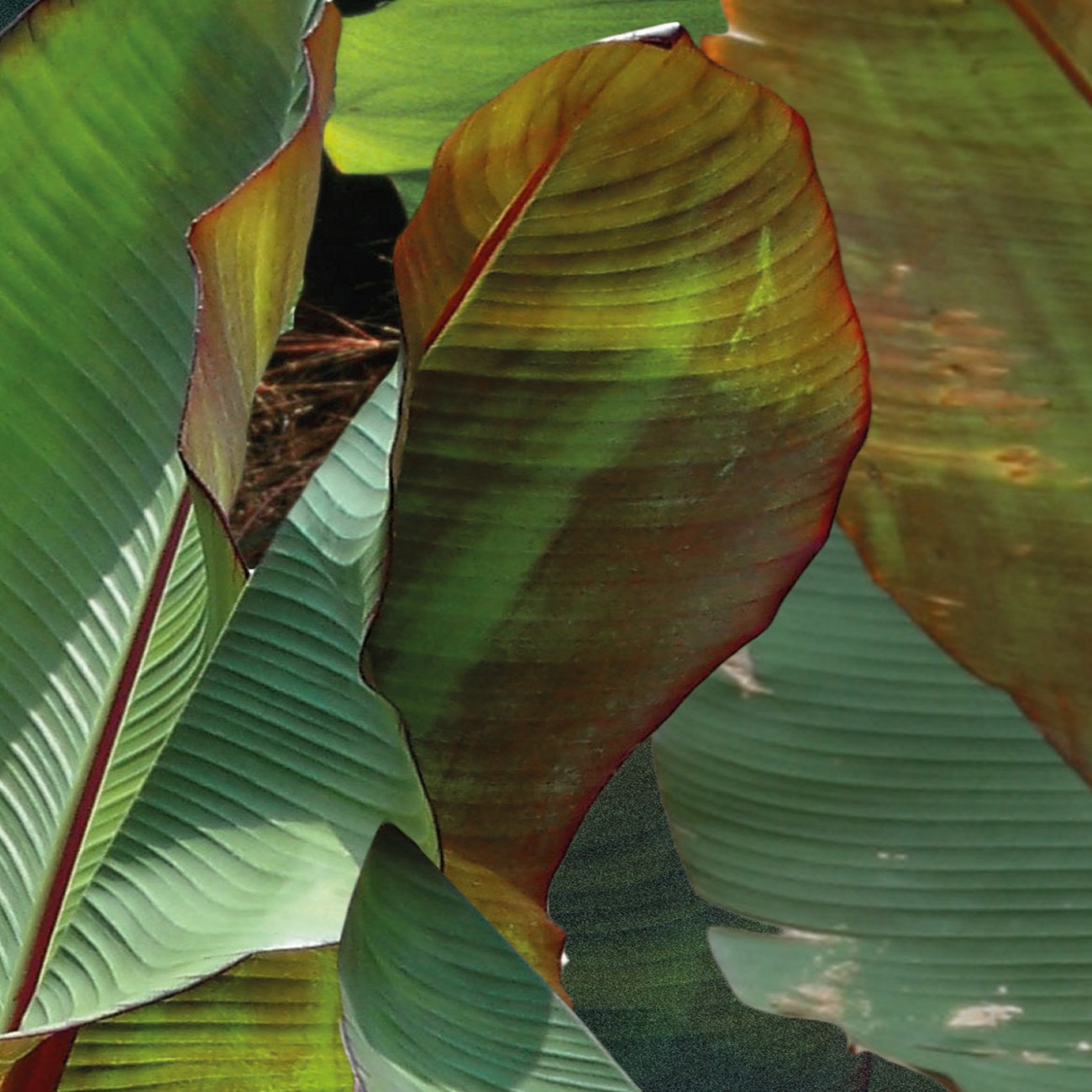 Devon&Devon Costarica Green