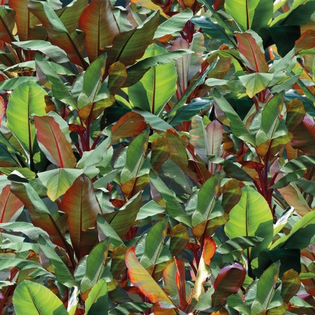 Devon&Devon Costarica Green