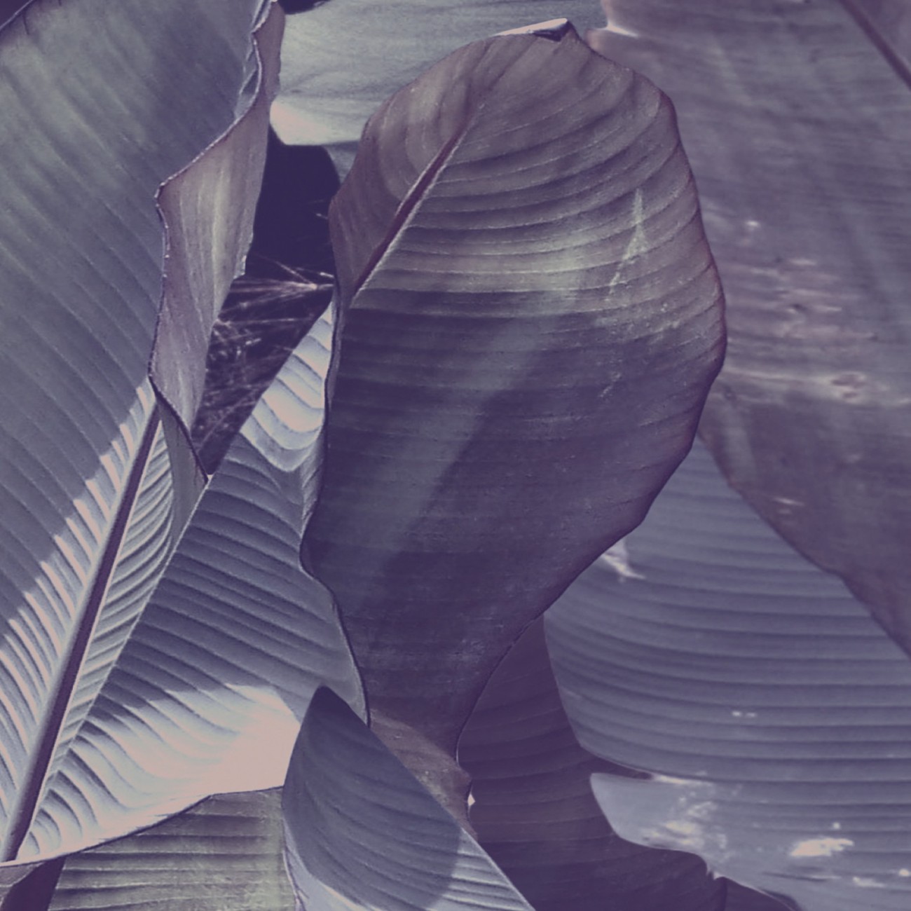 Devon&Devon Costarica Purple