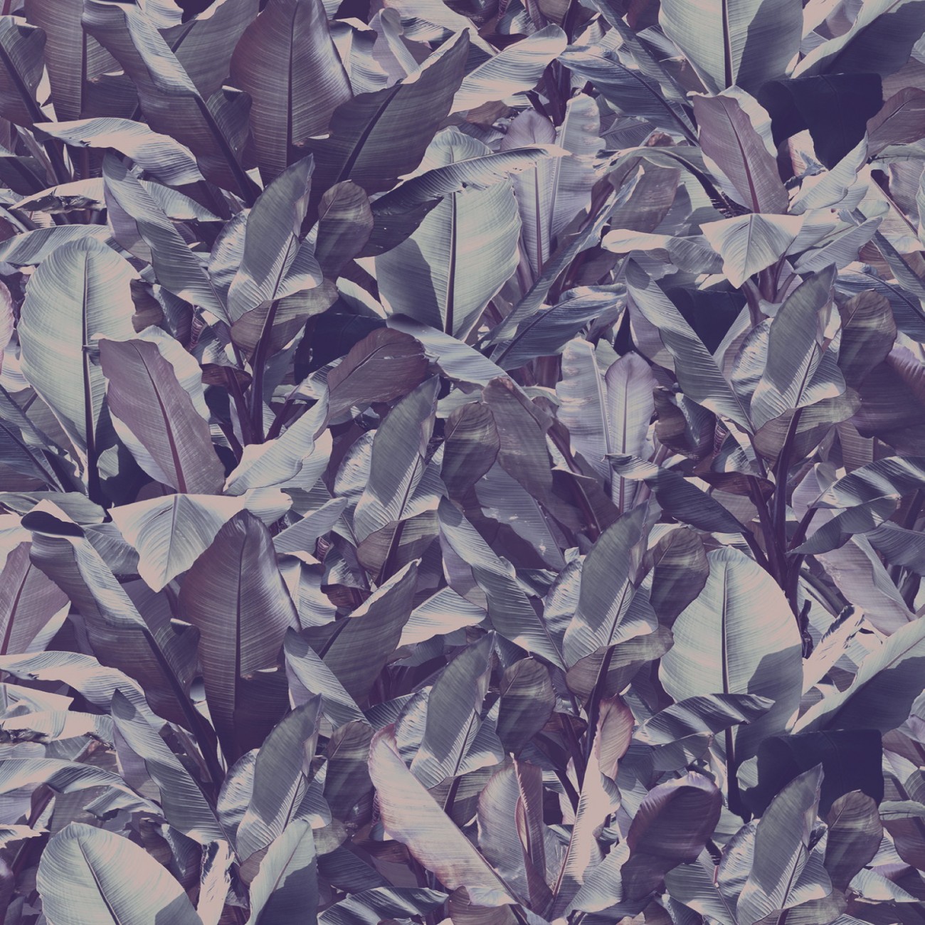 Devon&Devon Costarica Purple