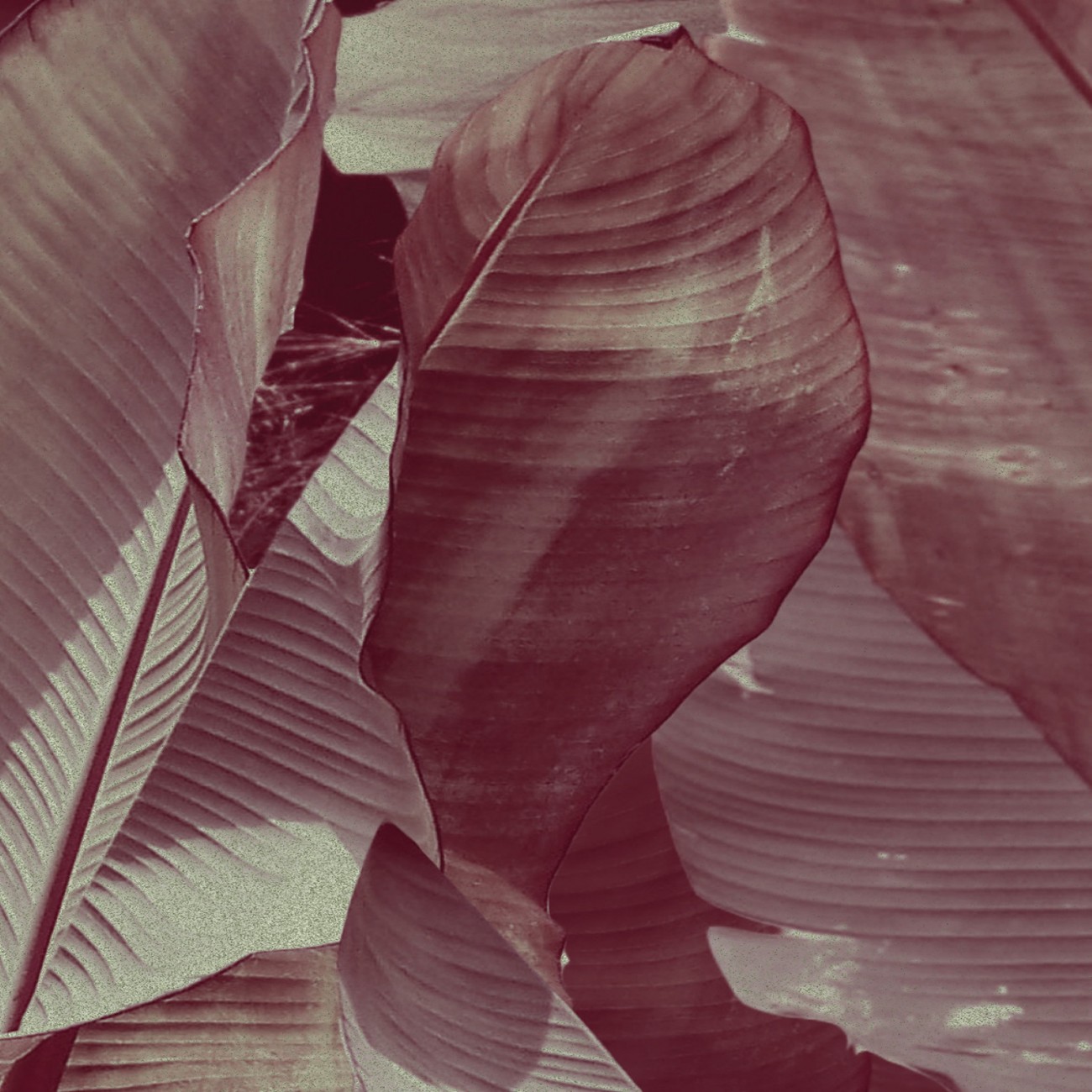 Devon&Devon Costarica Wine