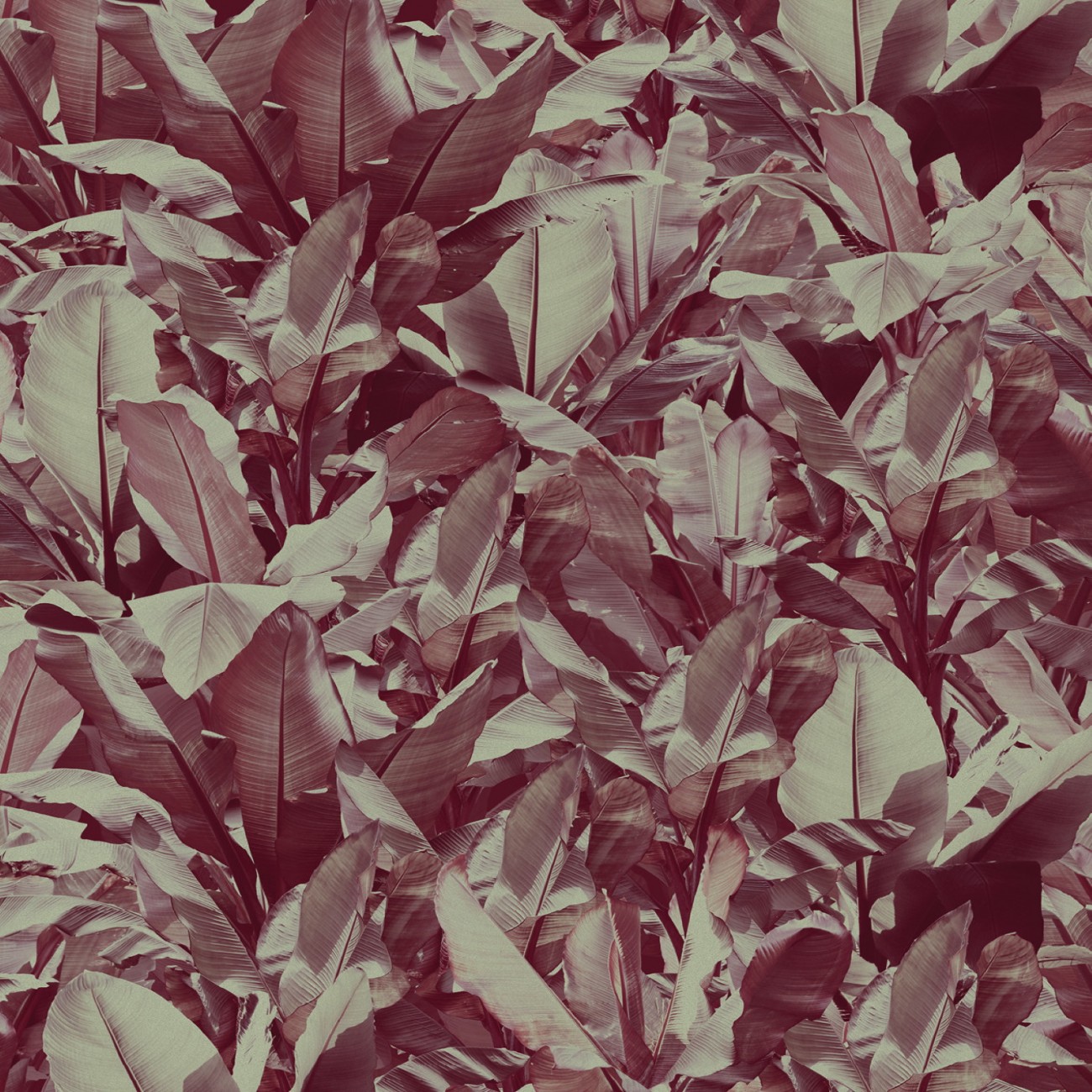 Devon&Devon Costarica Wine