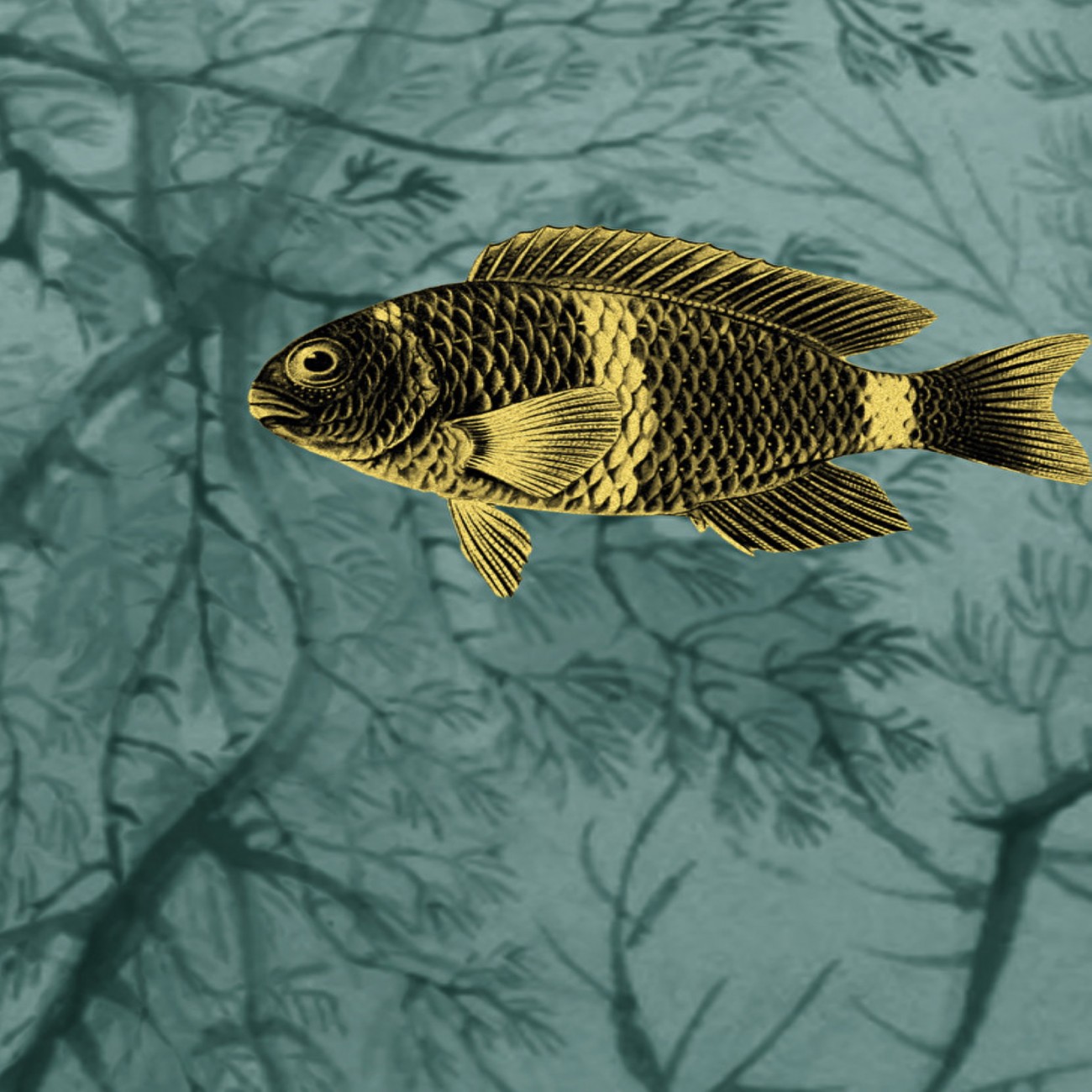 Devon&Devon Samoa Gold