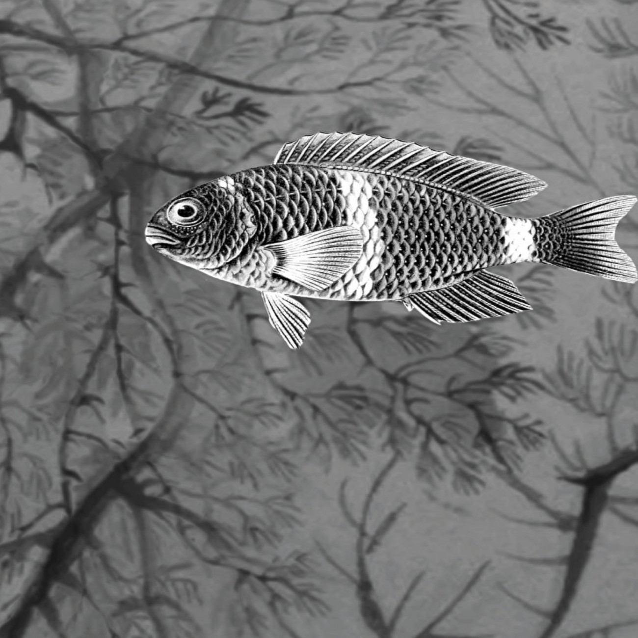 Devon&Devon Samoa Black&White