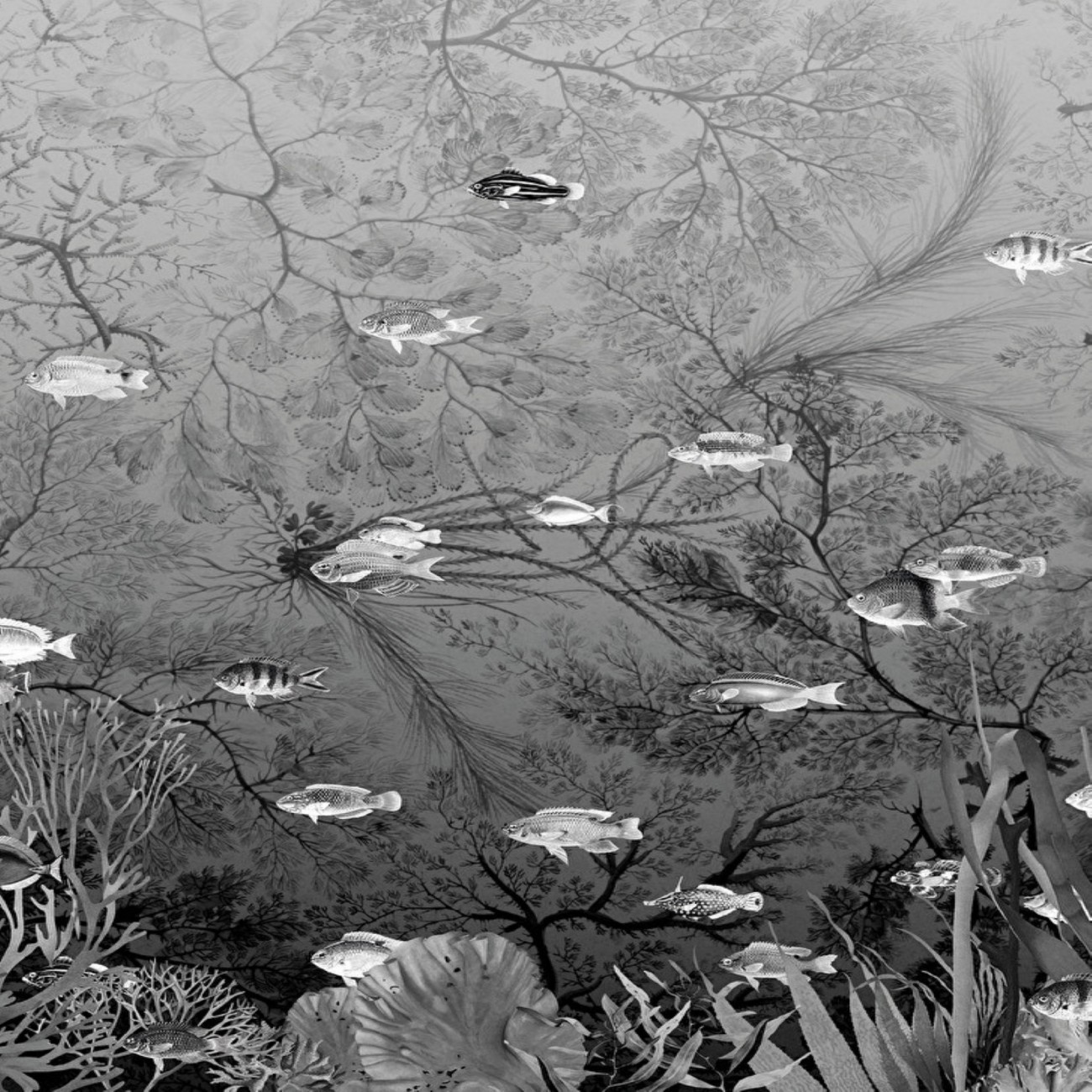 Devon&Devon Samoa Black&White