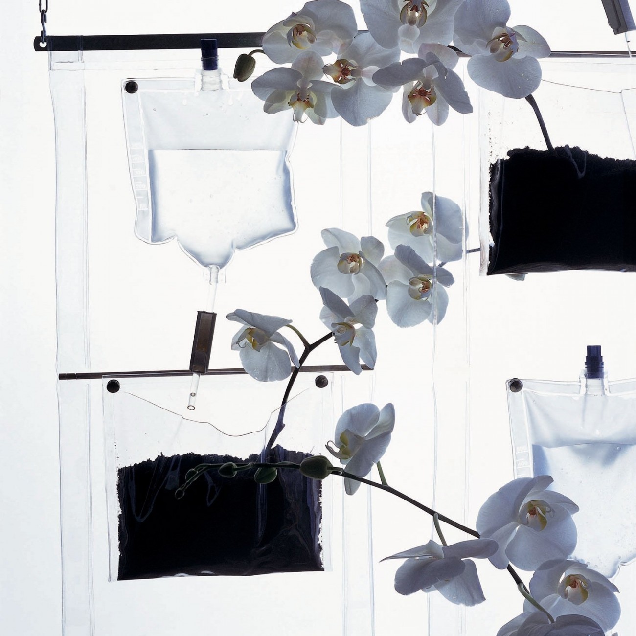 Driade Erbale by Becchelli, Bortolani, Maffei