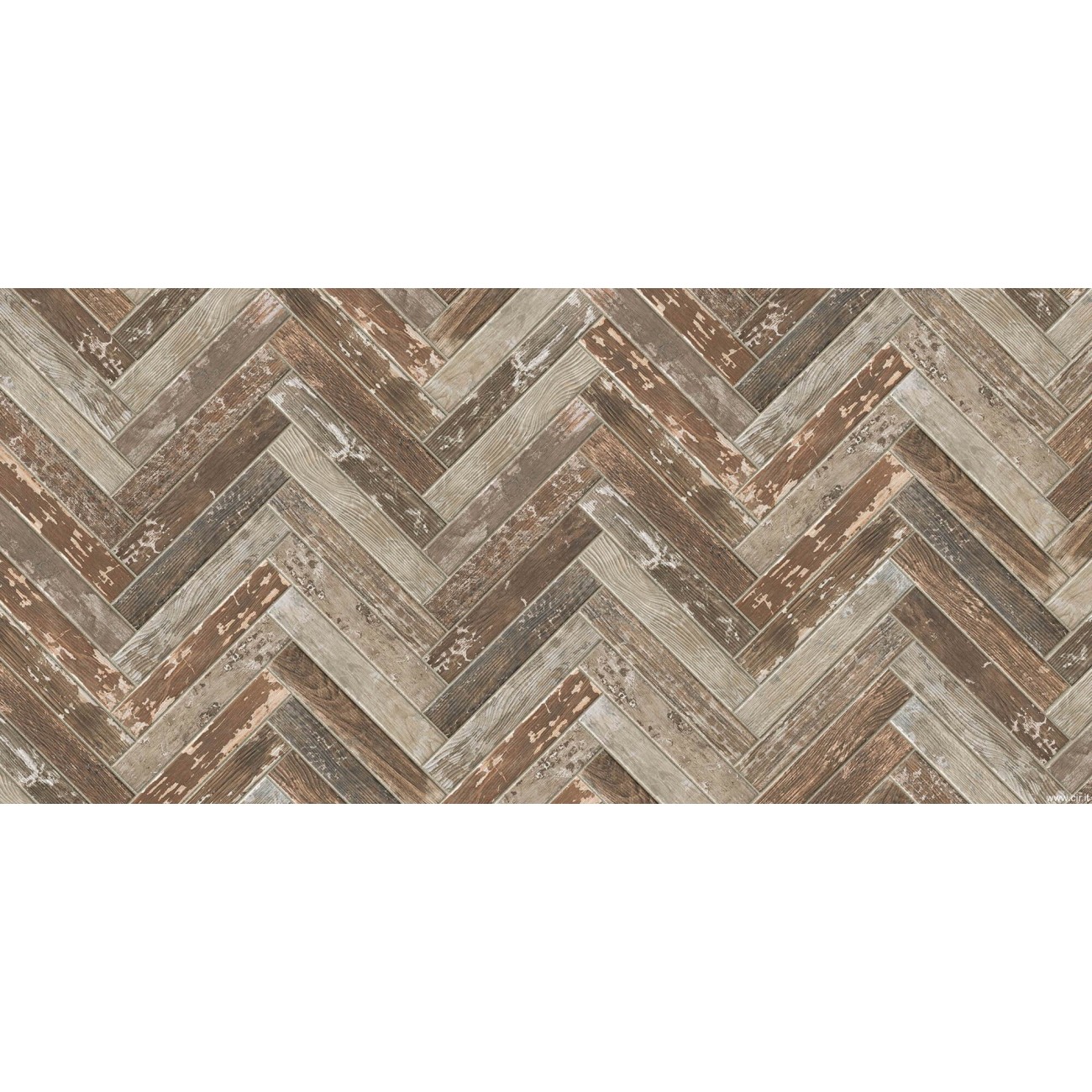 Cir KENTUCKY AMERICAN ELM