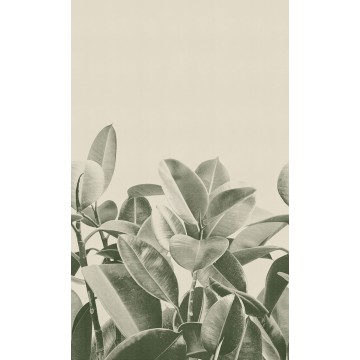 LondonArt RUBBER PLANT 01 Collection 18