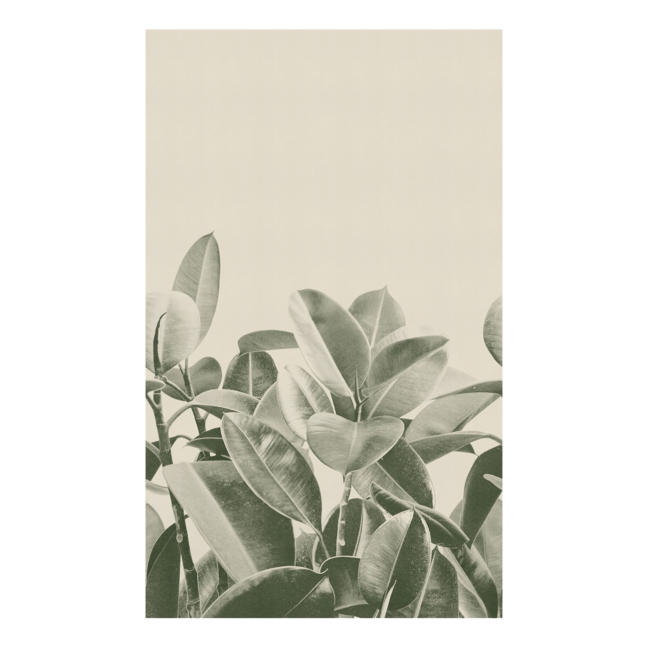 LondonArt RUBBER PLANT 01 Collection 18