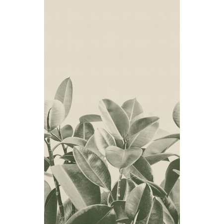 LondonArt RUBBER PLANT 01 Collection 18