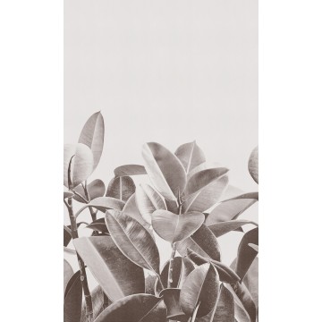 LondonArt RUBBER PLANT 02 Collection 18