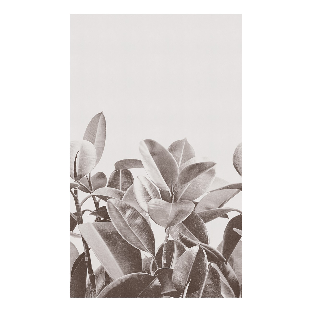 LondonArt RUBBER PLANT 02 Collection 18